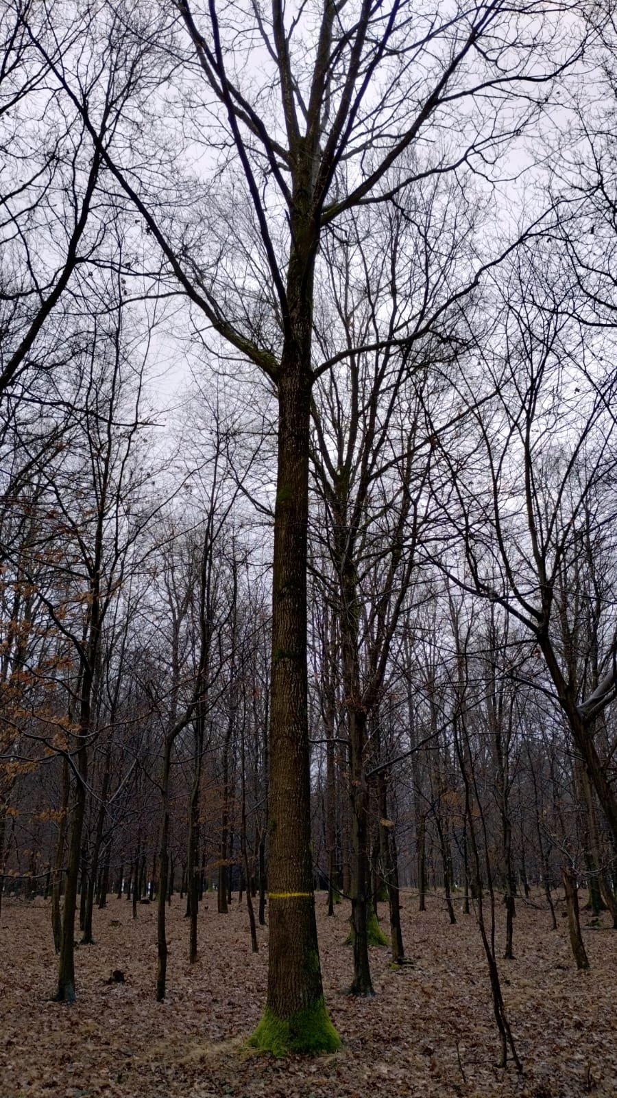 ein Foto vom Wald